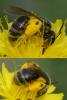 Andrena sp.
